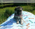 Small #2 German Shepherd Dog