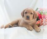 Small #1 Labrador Retriever