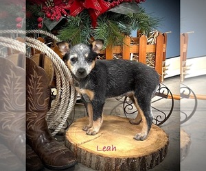 Australian Cattle Dog Puppy for sale in CAIRO, MO, USA