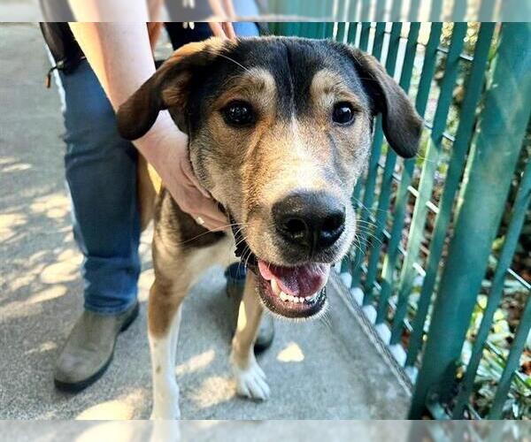 Medium Photo #2 German Shepherd Dog-Redbone Coonhound Mix Puppy For Sale in Santa Rosa, CA, USA