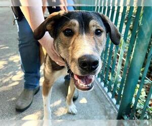 NUGGET - Male German Shepherd Dog-Redbone Coonhound Mix Dog for Adoption - Photo #2