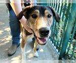 Small #1 German Shepherd Dog-Redbone Coonhound Mix