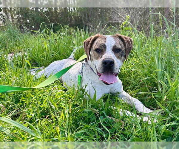 Medium Photo #4 Mutt Puppy For Sale in McKinleyville, CA, USA