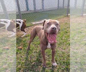 Mutt Dogs for adoption in Texas City, TX, USA