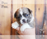 Small Photo #4 French Bulldog Puppy For Sale in WHITEWATER, CO, USA