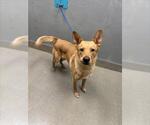 Small German Shepherd Dog Mix