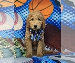 Small Photo #5 Goldendoodle (Miniature) Puppy For Sale in AIRVILLE, PA, USA