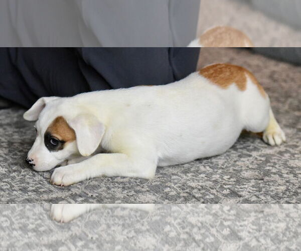 Medium Photo #4 American Bulldog-Labrador Retriever Mix Puppy For Sale in Mechanicsburg, PA, USA