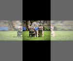 Small Photo #1 French Bulldog Puppy For Sale in OLYMPIA, WA, USA
