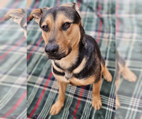 Medium Photo #1 Shepradors Puppy For Sale in LOGANVILLE, GA, USA