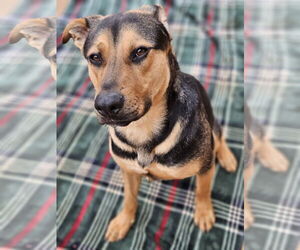 Shepradors Dogs for adoption in LOGANVILLE, GA, USA