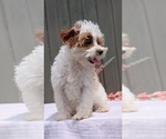 Small #5 Cavapoo (Miniature)
