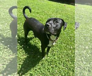 Sebastian aka Sea Bass - Male Labrador Retriever-Unknown Mix Dog for Adoption - Photo #5