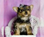 Small #3 Yorkshire Terrier