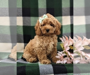 Cock-A-Poo Puppy for sale in NEW HOLLAND, PA, USA