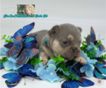 Small Photo #4 French Bulldog Puppy For Sale in CYPRESS, TX, USA