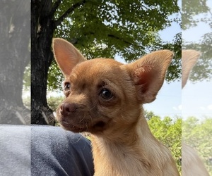 Chihuahua Puppy for sale in EAU CLAIRE, WI, USA