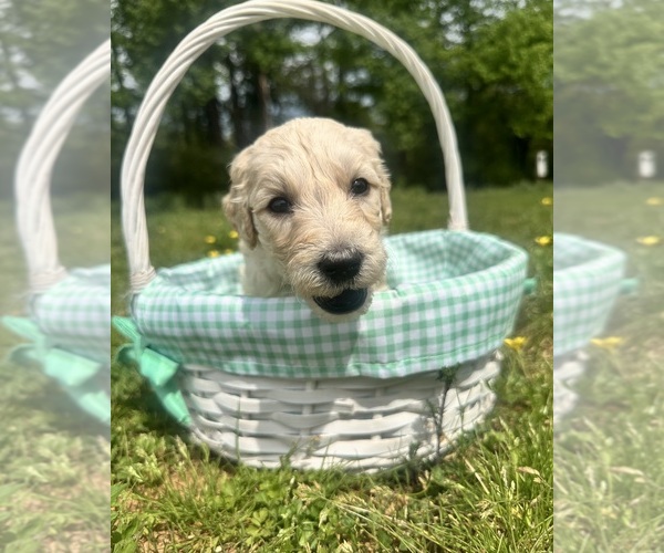 Medium Photo #9 Double Doodle Puppy For Sale in ROARING RIVER, NC, USA