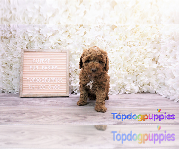 Medium Photo #2 Maltipoo Puppy For Sale in FULLERTON, CA, USA