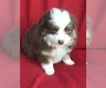 Small Photo #6 Miniature Australian Shepherd Puppy For Sale in BOWLING GREEN, KY, USA