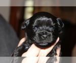 Small Photo #5 ShihPoo Puppy For Sale in BAYPORT, MN, USA