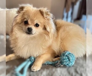 Pomeranian Puppy for sale in LISLE, IL, USA