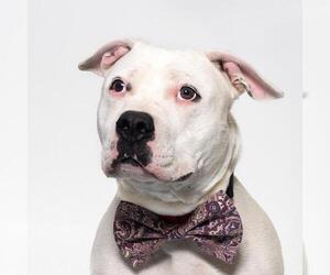 Mutt Dogs for adoption in Santa Maria, CA, USA
