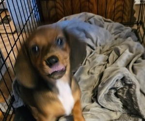 Dachshund Puppy for sale in EMMETT, ID, USA