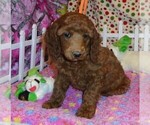 Small Photo #12 Poodle (Standard) Puppy For Sale in CLATSKANIE, OR, USA