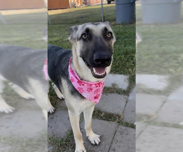 Medium Photo #2 German Shepherd Dog Puppy For Sale in Rosenberg, TX, USA
