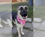 Small #1 German Shepherd Dog