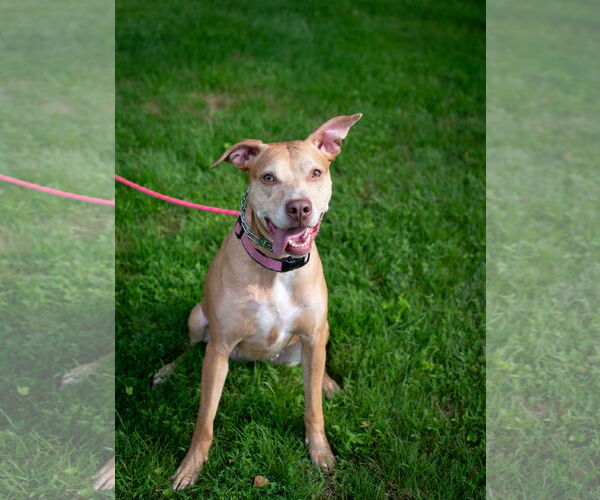 Medium Photo #14 American Staffordshire Terrier-Vizsla Mix Puppy For Sale in Arlington, VA, USA