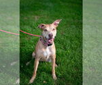 Small #13 American Staffordshire Terrier-Vizsla Mix