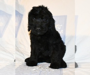 Labradoodle Puppy for sale in ASPERMONT, TX, USA