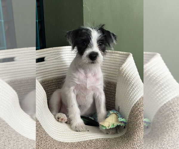 Medium Photo #3 Mutt Puppy For Sale in Boston, MA, USA