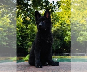 German Shepherd Dog Puppy for sale in GADSDEN, AL, USA