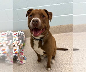 Mutt Dogs for adoption in Brighton, CO, USA