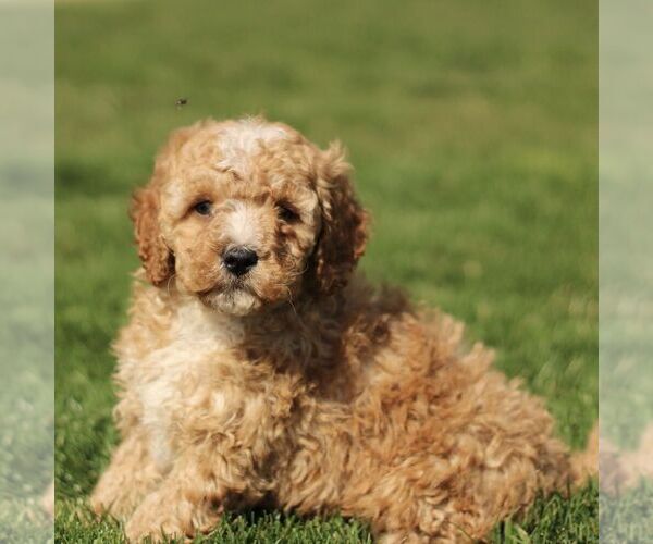 Medium Photo #4 Cavapoo (Miniature) Puppy For Sale in RONKS, PA, USA
