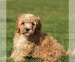 Small #3 Cavapoo (Miniature)