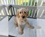 Puppy 5 Goldendoodle