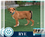 Small #3 Labrador Retriever Mix