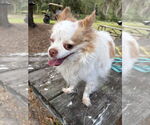 Small #3 Papillon