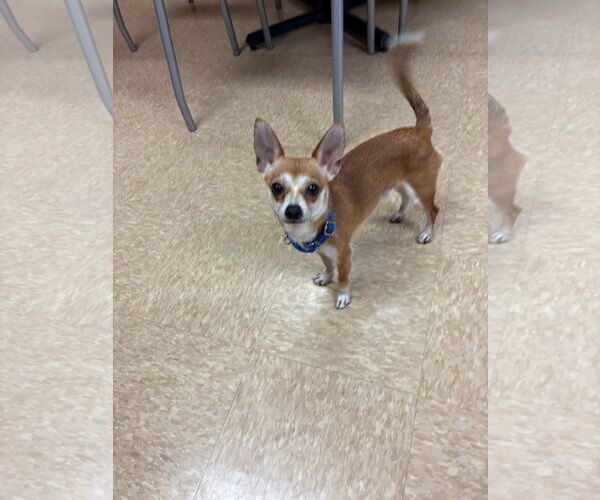 Medium Photo #4 Chihuahua-Unknown Mix Puppy For Sale in New London, WI, USA