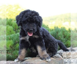 Miniature Australian Shepherd-Poodle (Standard) Mix Puppy for sale in BLAIN, PA, USA