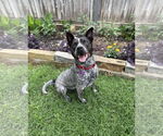 Small #9 Mutt