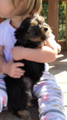 Yorkshire Terrier Puppy for sale in PIKEVILLE, TN, USA