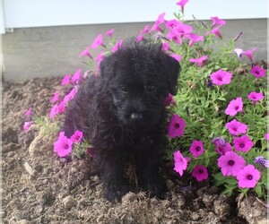 Poocan Puppy for sale in ODON, IN, USA