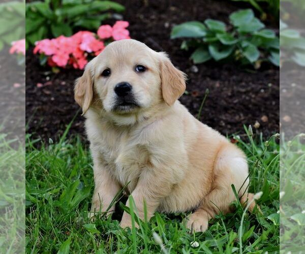 Medium Photo #1 Golden Retriever Puppy For Sale in NEWPORT, PA, USA