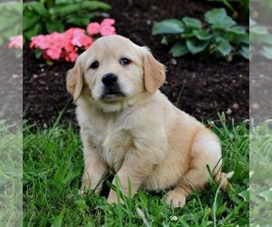 Golden Retriever Puppy for Sale in NEWPORT, Pennsylvania USA