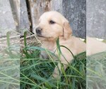 Small Photo #2 Golden Retriever Puppy For Sale in COLVILLE, WA, USA